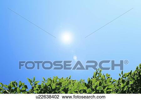 Stock Image - Green trees under the blue sky. Fotosearch