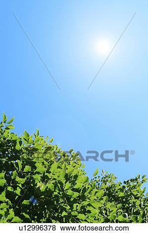 Stock Photo - Green trees under the blue sky. Fotosearch