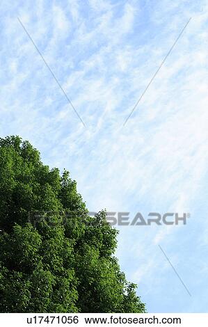 Stock Photograph - Green trees under the sky. Fotosearch