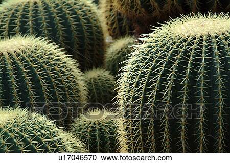 Stock Image - Group of cacti. Fotosearch