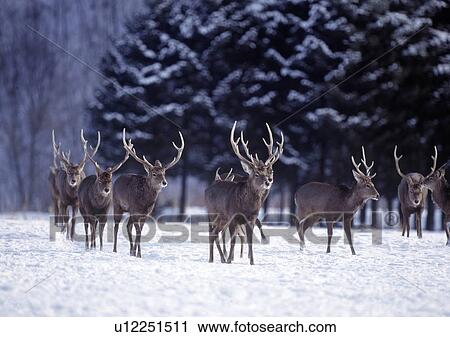 Group of deer walking on snowy land, Kushiro city, Hokkaido prefecture, Japan View Large Photo Image Stock Image - Group of deer walking on snowy land, Kushiro city, Hokkaido prefecture, Japan. Fotosearch
