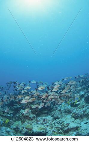 Group of soldier fish, Maldive Islands View Large Photo Image Stock Image - Group of soldier fish, Maldive Islands. Fotosearch