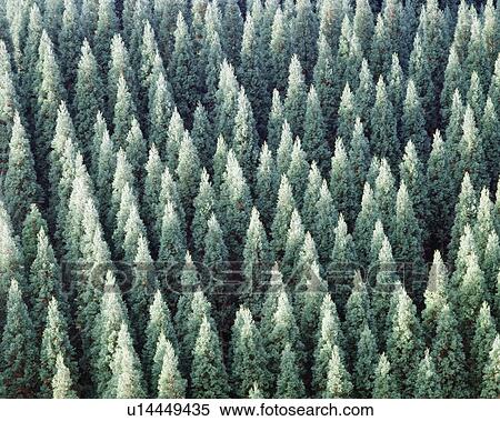 Stock Photography - Grove of Japanese cedar trees, full frame, Hita city, Oita prefecture, Japan. Fotosearch