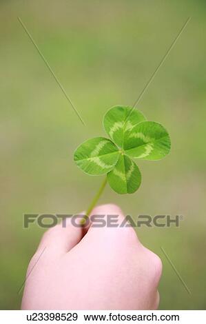 Stock Photo - Hand holding four leaf clover. Fotosearch