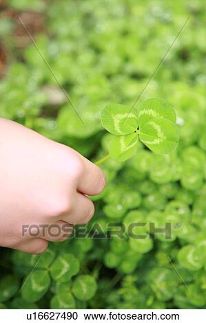 Hand picking four leaf clover View Large Photo Image Stock Image - Hand picking four leaf clover. Fotosearch