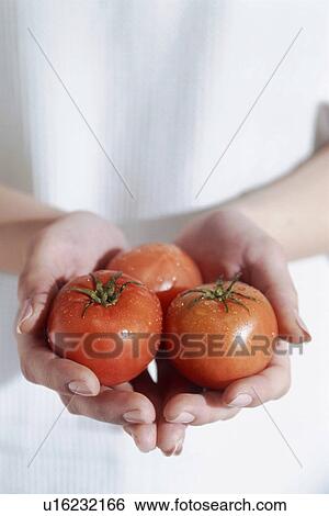 Hands holding three ripe tomatoes View Large Photo Image Stock Photograph - Hands holding three ripe tomatoes. Fotosearch