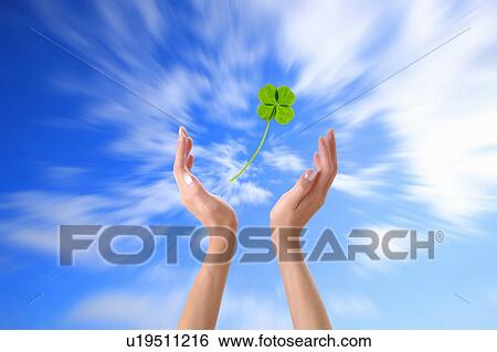 Hands Reaching up to a Four Leaf Clover View Large Photo Image Stock Photograph - Hands Reaching up to a Four Leaf Clover. Fotosearch