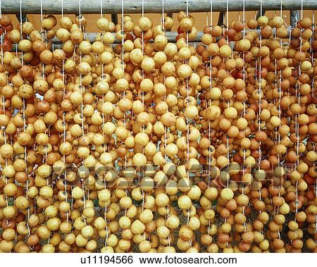 Hanging Japanese Persimmons View Large Photo Image Stock Photograph - Hanging Japanese Persimmons. Fotosearch