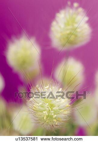Hare's Tail (Lagurus ovatus) View Large Photo Image Stock Image - Hare's Tail (Lagurus ovatus). Fotosearch