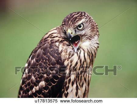 Stock Photography - Hawk with open beak. Fotosearch