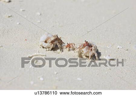 Hermit crab family at the beach, Maldive Islands View Large Photo Image Stock Image - Hermit crab family at the beach, Maldive Islands. Fotosearch