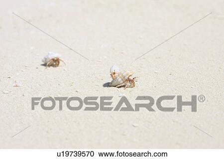 Hermit crab family at the beach, Maldive Islands View Large Photo Image Stock Image - Hermit crab family at the beach, Maldive Islands. Fotosearch