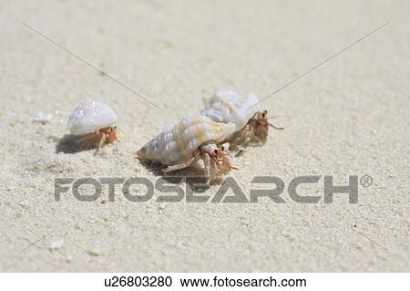 Hermit crab family at the beach, Maldive Islands View Large Photo Image Stock Image - Hermit crab family at the beach, Maldive Islands. Fotosearch