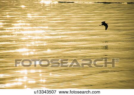 Stock Photo - Heron flying over the golden sea. Oarai, Oarai-machi, Ibaraki Prefecture, Japan. Fotosearch
