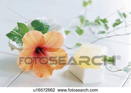 Hibiscus flower and bars of soap on bathroom tiles View Large Photo Image Stock Image - Hibiscus flower and bars of soap on bathroom tiles. Fotosearch