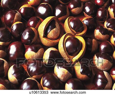 Horse chestnuts View Large Photo Image Stock Image - Horse chestnuts. Fotosearch