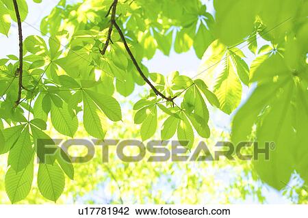 Stock Image - Horse chestnuts. Fotosearch