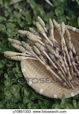 Horsetail View Large Photo Image Stock Image - Horsetail . Fotosearch