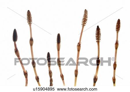 Horsetail View Large Photo Image Stock Photography - Horsetail. Fotosearch