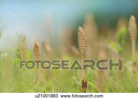 Stock Image - Horsetails, close up, Otsu city, Shiga prefecture, Japan. Fotosearch