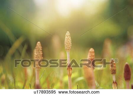 Stock Photography - Horsetails, close up. Fotosearch