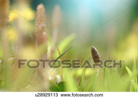Horsetails View Large Photo Image Stock Image - Horsetails. Fotosearch