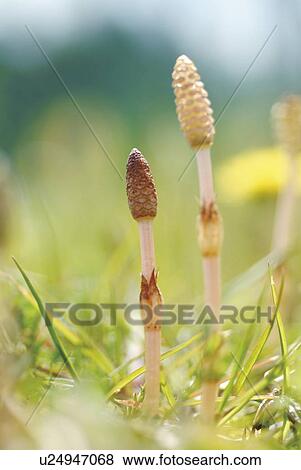 Horsetails View Large Photo Image Stock Photo - Horsetails. Fotosearch