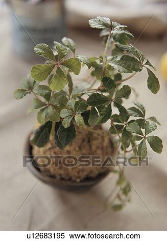 Stock Photography - House plant. Fotosearch