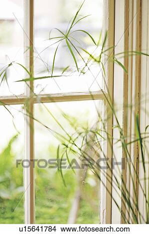 Houseplant by window View Large Photo Image Picture - Houseplant by window. Fotosearch