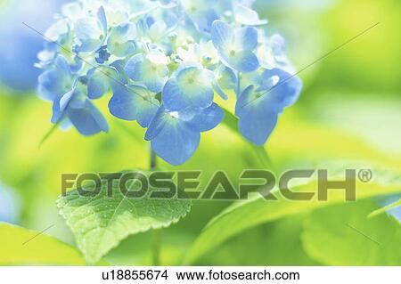 Picture - Hydrangea. Fotosearch