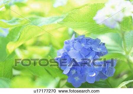 Stock Image - Hydrangea. Fotosearch