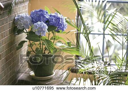 Stock Photography - Hydrangea. Fotosearch