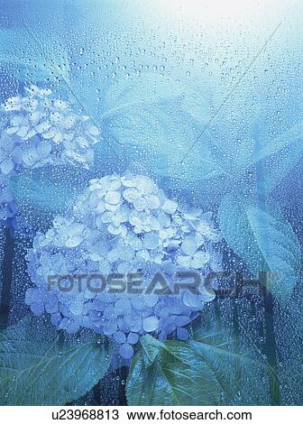 Hydrangeas in rain View Large Photo Image Stock Image - Hydrangeas in rain. Fotosearch