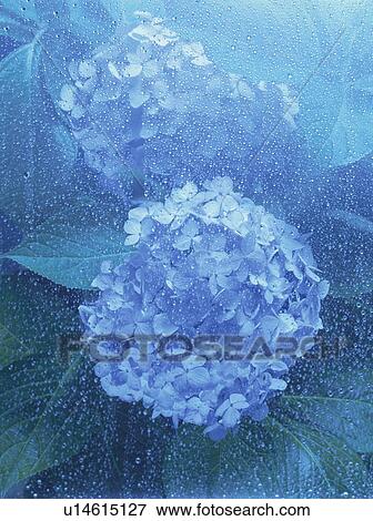 Stock Photo - Hydrangeas in rain. Fotosearch