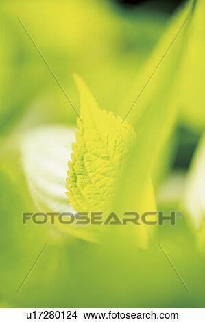 Picture - Hydrangea's Leaves. Fotosearch