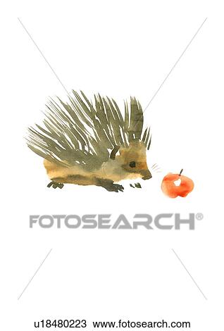 Stock Image - Illustration of hedgehog looking at cherry, white background. Fotosearch