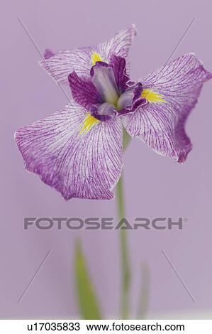 Iris, close up, colored background View Large Photo Image Stock Image - Iris, close up, colored background. Fotosearch