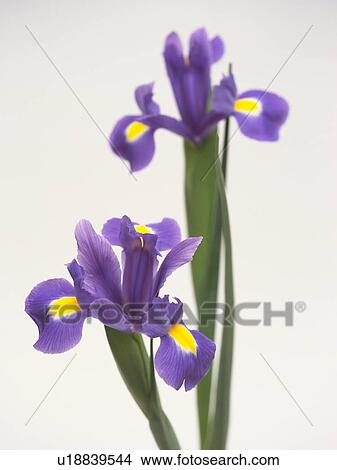 Picture - Iris, close up, white background. Fotosearch