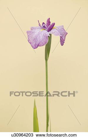 Stock Image - Iris, colored background. Fotosearch