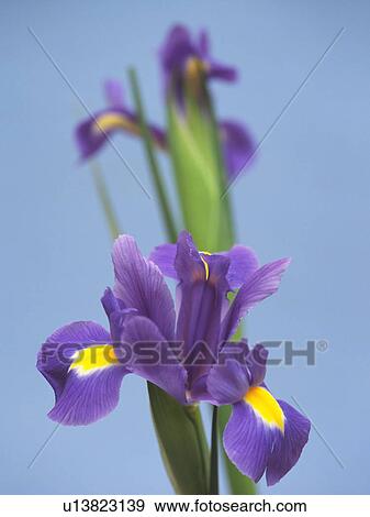 Stock Photo - Iris. Fotosearch