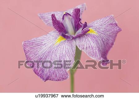 Iris View Large Photo Image Stock Photo - Iris. Fotosearch