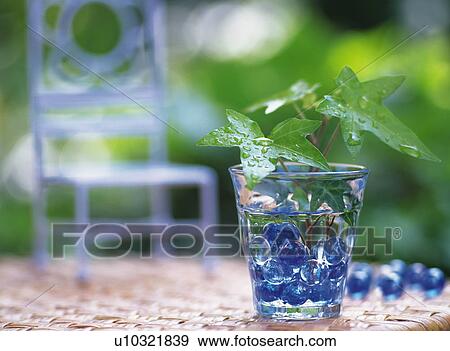 Stock Photo - Ivies in glass. Fotosearch