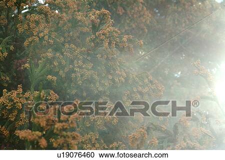 Japanese cedar pollens being blown by wind View Large Photo Image Stock Image - Japanese cedar pollens being blown by wind. Fotosearch