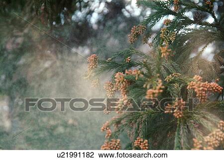 Stock Image - Japanese cedar pollens being blown by wind. Fotosearch