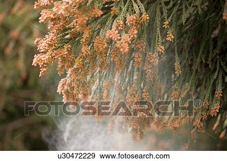 Stock Photo - Japanese cedar pollens being blown by wind. Fotosearch