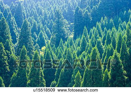 Stock Photo - Japanese cedar tree forest, Otsu, Shiga Prefecture, Japan. Fotosearch