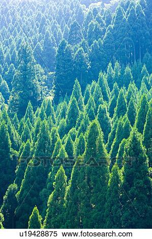 Japanese cedar tree forest, Otsu, Shiga Prefecture, Japan View Large Photo Image Stock Photography - Japanese cedar tree forest, Otsu, Shiga Prefecture, Japan. Fotosearch