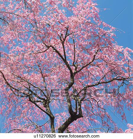 Stock Photograph - Japanese cherry tree in bloom. Fotosearch