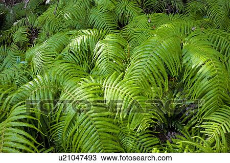 Stock Image - Japanese fern. Fotosearch