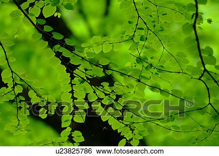 Japanese katsura tree View Large Photo Image Stock Photograph - Japanese katsura tree. Fotosearch
